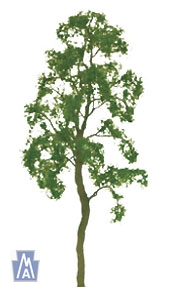 94418 HO Birch Tree (3)