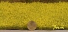 5821 Polak Rapsfeld blühend