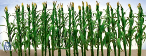 95552 HO (30) Corn Stalk, Maispflanzen