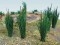 95536 O Cattails, Rohrkolben, Schilf
