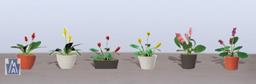95570 O Assorted Potted Flower Plants 3, Sortiment blühende Topfpflanzen 3