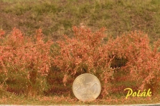 9291 Polak Hohe Sträucher blühende - rot