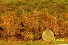 9265 Polak Hohe Sträucher - feinlaub - dunkelorange