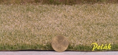 5827 Blühende Feld weiss