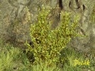 9271 High Bushes, medium Foliage, aspen green