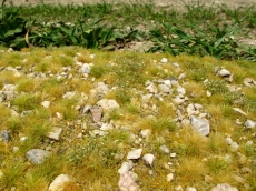 F723 Grass mat Late summer colour, little calc stones