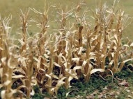 95588 Dried Corn Starks, trockene Maispflanzen
