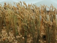 95637 HO Wheat, Weizen