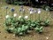 95597 Allium Gigateum, Zierlauch
