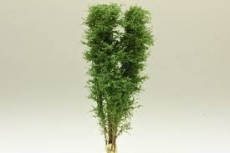 9522 Multi-Stamm Baum -12  bis zu 13 cm - Birkengrün