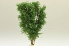 9524 Multi Stamm Baum 12-13cm buchengrün