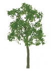 94420 Z Ash Tree (6)