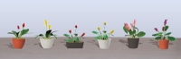 95569 HO (6) Assorted Potted Flower Plants 3, Blumen im Topf