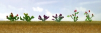 95558 O Assorted Flower Plants 1, Sortiment blühender Pflanzen 1