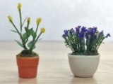95566 O Assorted Potted Flower Plants 1, Sortiment blühender Topfpflanzen 1