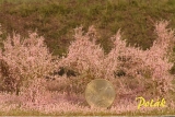 9295 Polak High bushes flowerin pink 15pcs