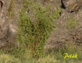 9203 Polak High Bushes - finest foliade - birch green