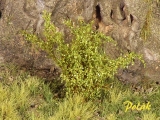 9261 Polak High Bushes - fine foliage - aspen green