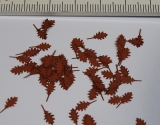 L3-106 Northern Red Oak, Eiche, - autumn 1:35, Blätter