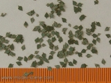 L4-004 Birch, Birke,  green 1:48, Leaves