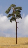 BR100 Pine-tree, Kiefer, 80-110mm (3x)