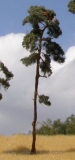 BR150 Pine-tree, Kiefer, 130-170mm (3x)