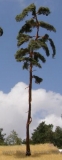 BR250 Pine-tree, Kiefer, 230-260mm (2x)
