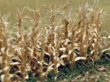 95589 O Dried Corn Stalks, vertrockneter Mais