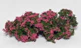 701-935 blühende Büsche, Flowering Bushes, pink