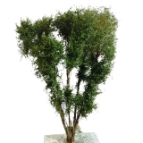 9523 Multi-Stamm Baum -12  bis zu 13 cm - grüngemisch